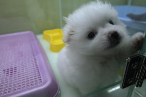 포항강아지분양4