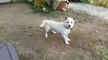 경포대펜션싼곳6