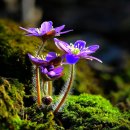 봄꽃의 여신ㅡ봄전령 믿음의 아름다운 노루귀
